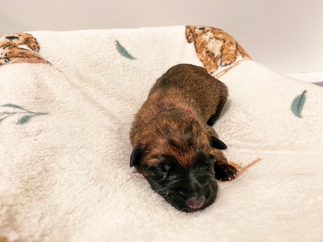 Black Betty von wütender Fuchs – foto 1